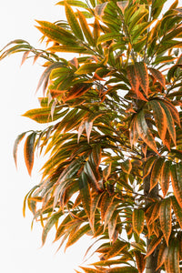 Yapay Büyük Renkli Yapraklı Ağaç Yeşil Turuncu 200 Cm