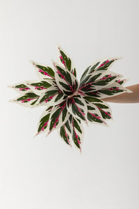 Yapay Çiçek Kılıç Yaprak Renkli