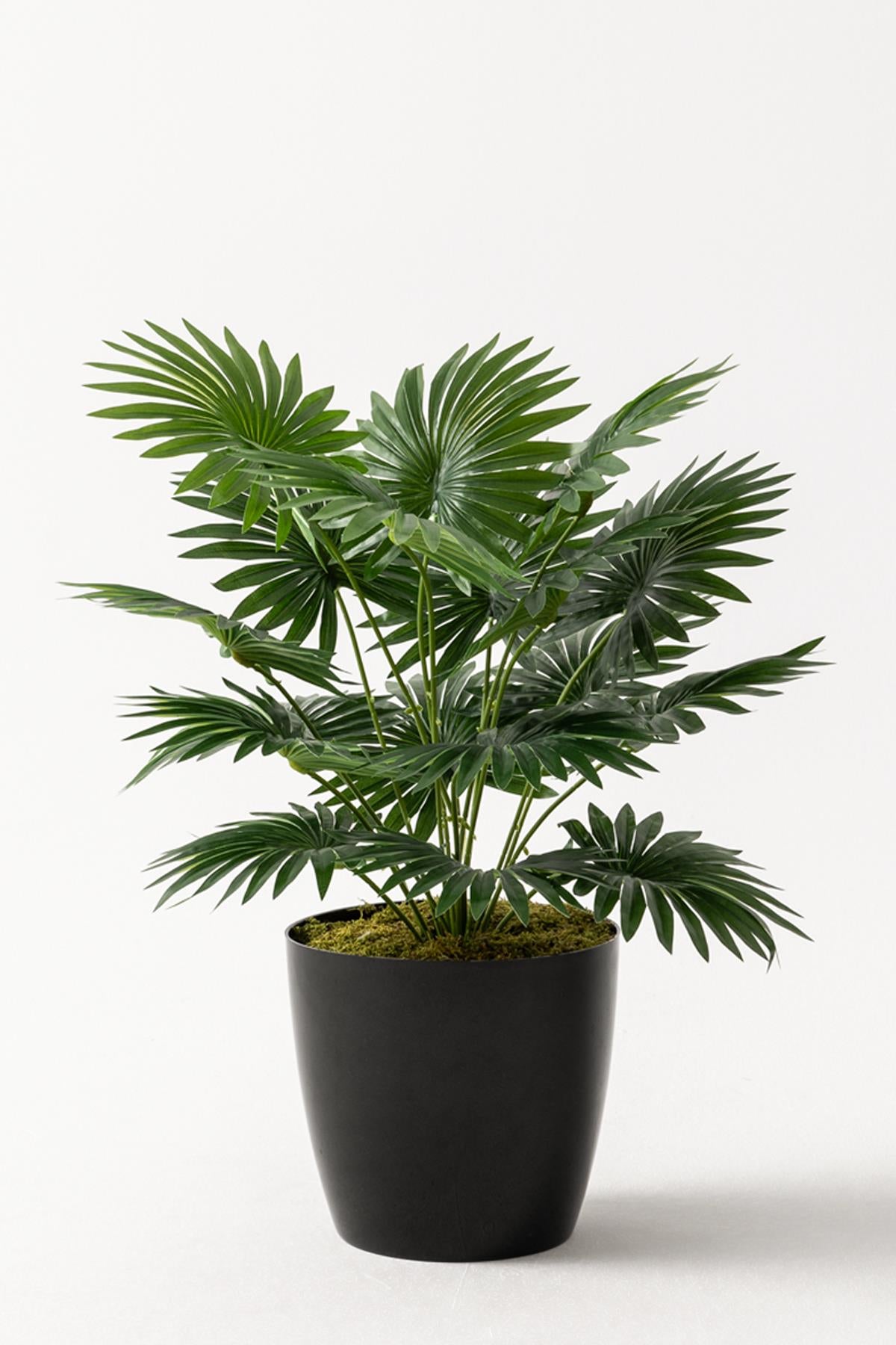 Yapay Çiçek Yelpaze Palmiye 8 Dal 50*35cm Salon Çiçeği Plastik Siyah Saksılı Yapay Bitki