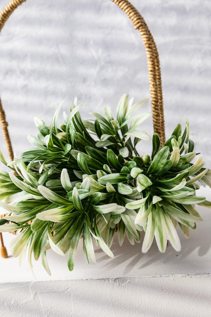 Yapay Defne Demeti Yeşil Beyaz 35 Cm 5 Dal(Uv)