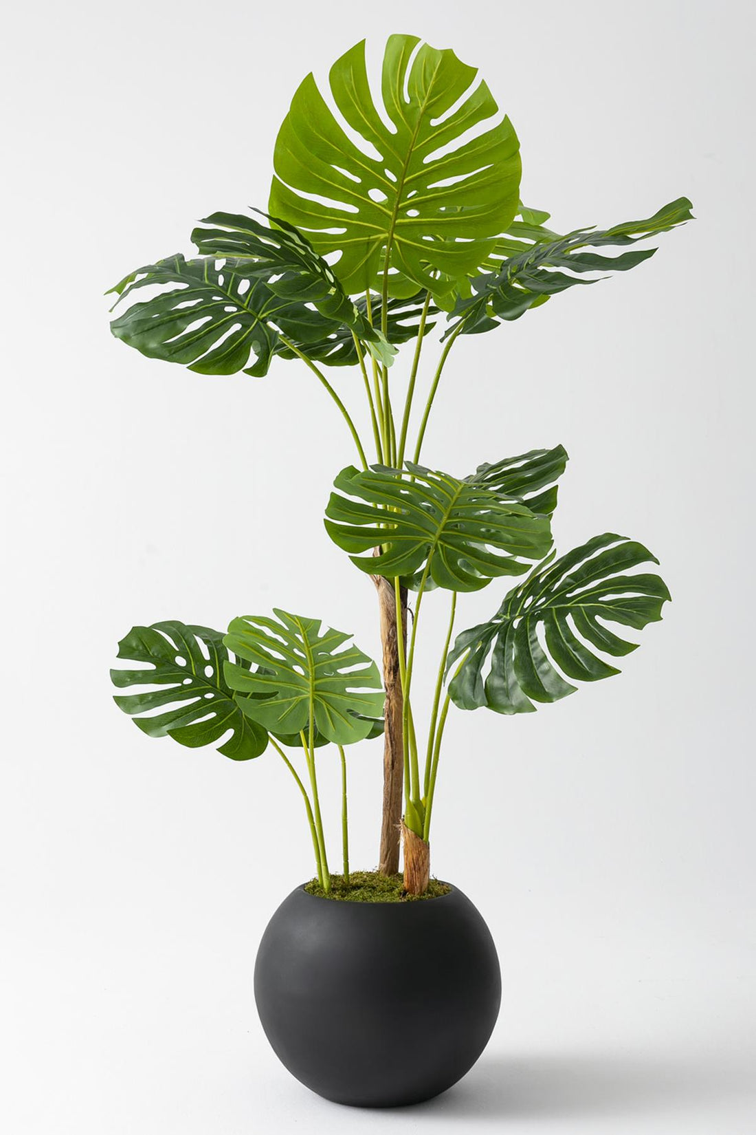 Yapay Deve Tabanı Ağacı 170 Cm Fiber Saksılı