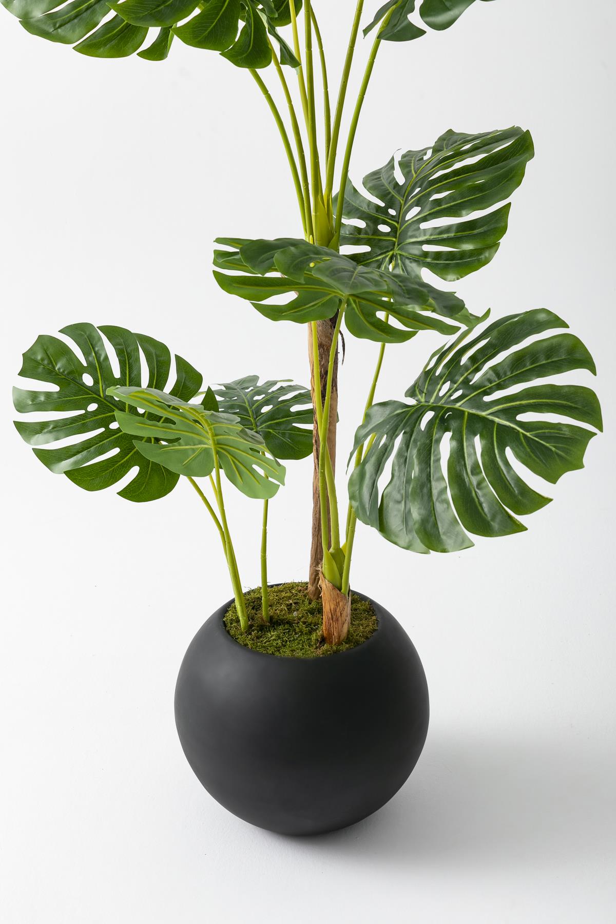 Yapay Deve Tabanı Ağacı 170 Cm Fiber Saksılı