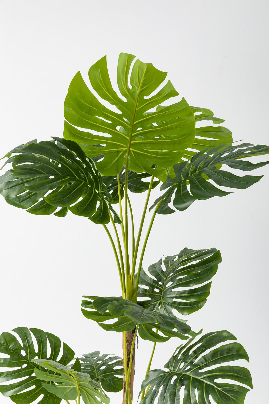 Yapay Deve Tabanı Ağacı 170 Cm Fiber Saksılı