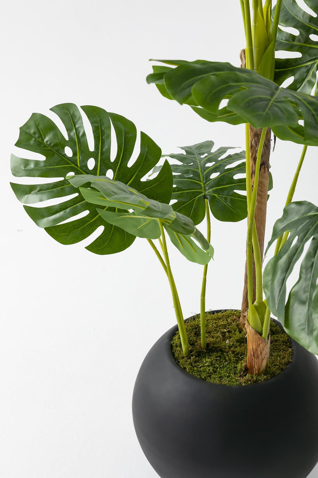 Yapay Deve Tabanı Ağacı 170 Cm Fiber Saksılı