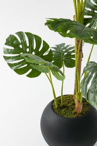 Yapay Deve Tabanı Ağacı 170 Cm Fiber Saksılı