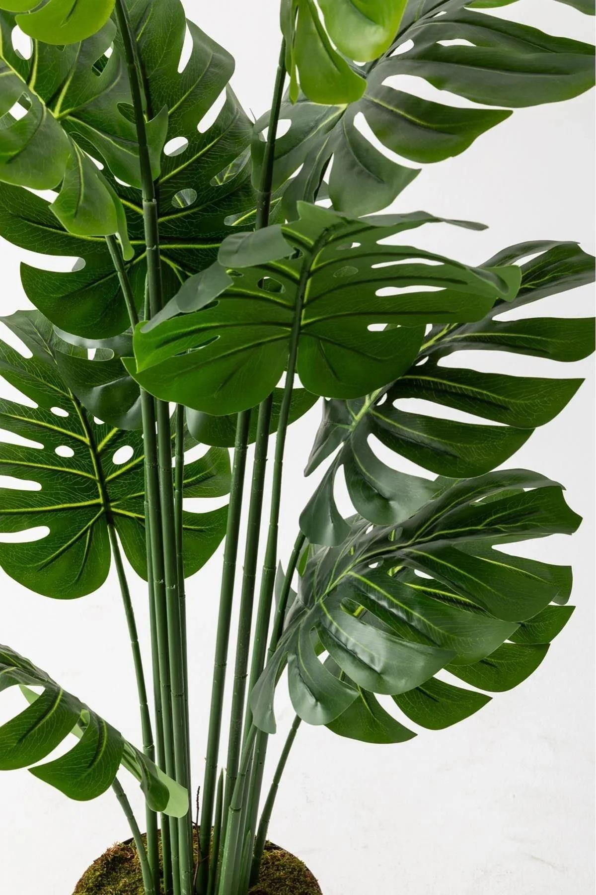 Yapay Deve Tabanı(Monstera) Ağacı