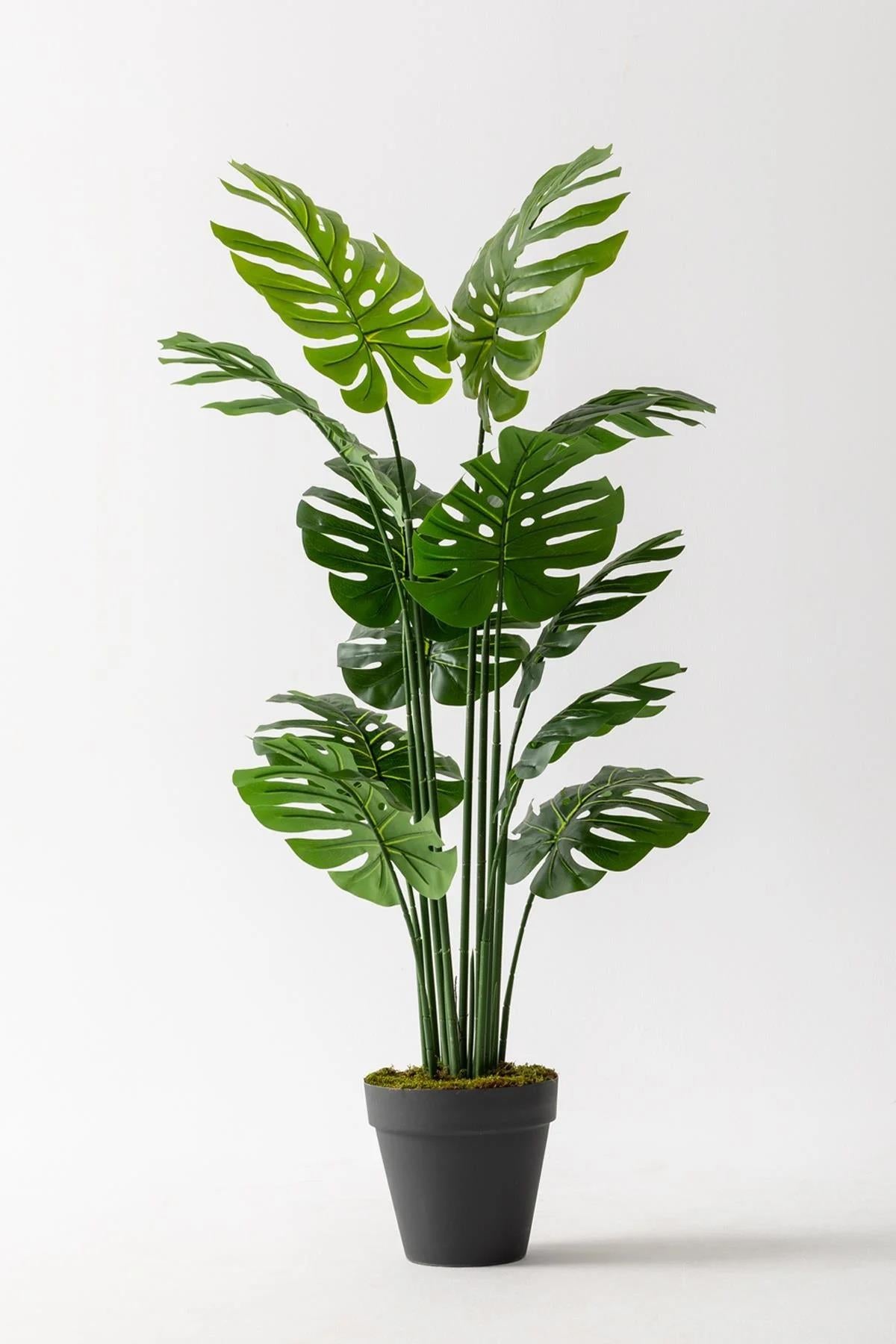 Yapay Deve Tabanı(Monstera) Ağacı