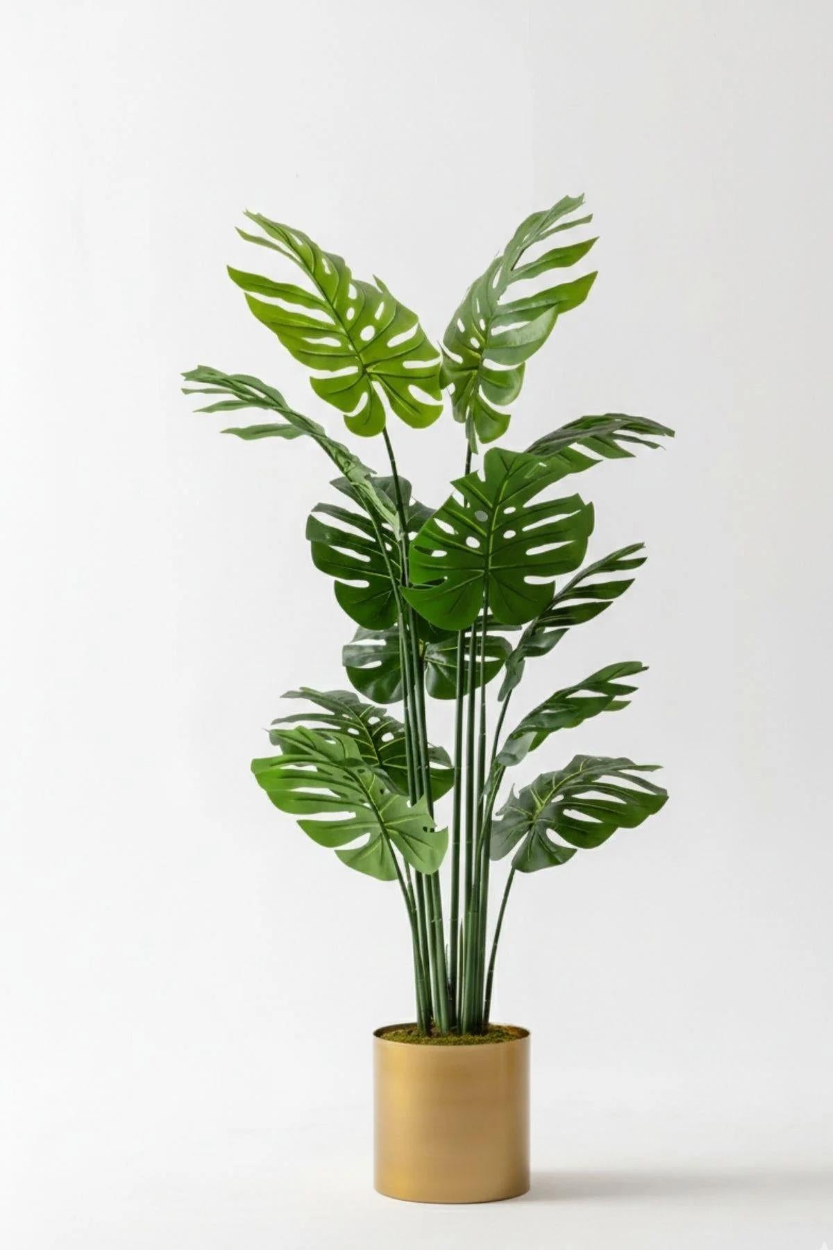 Yapay Deve Tabanı(Monstera) Ağacı