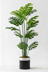 Yapay Deve Tabanı(Monstera) Ağacı