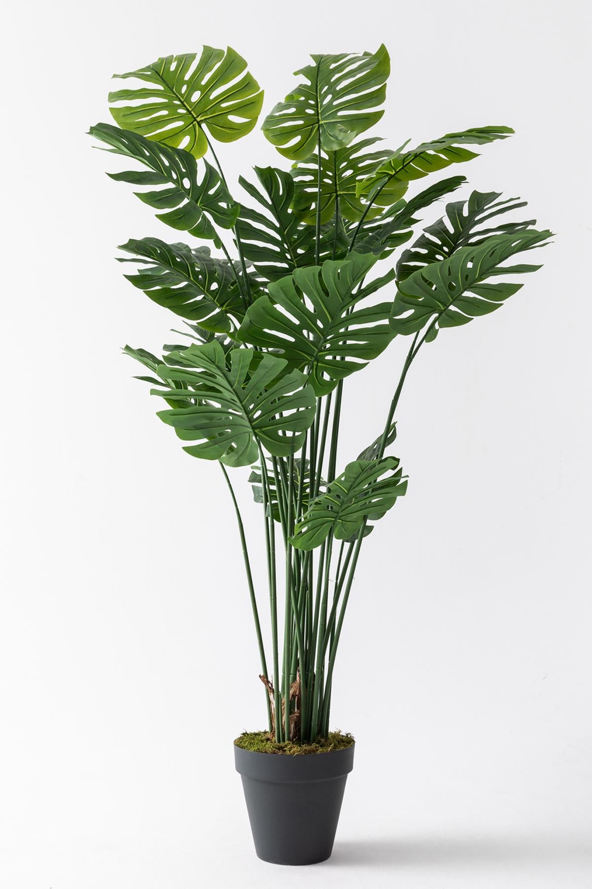 Yapay DeveTabanı(Monstera) Ağacı 200 Cm