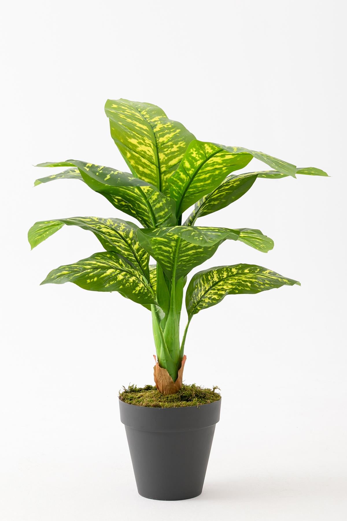 Yapay Difenbahya Ağacı 100 Cm 12 Dal