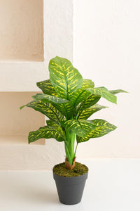 Yapay Difenbahya Ağacı 100 Cm 12 Dal