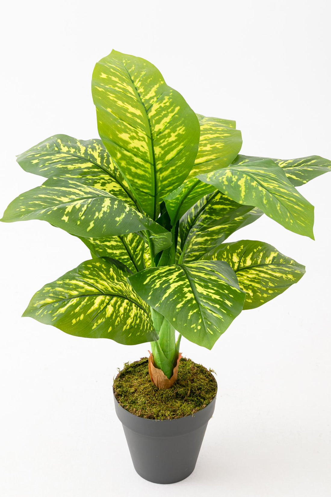 Yapay Difenbahya Ağacı 100 Cm 12 Dal