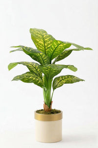 Yapay Difenbahya Ağacı 100 Cm 12 Dal Krem #renk_krem