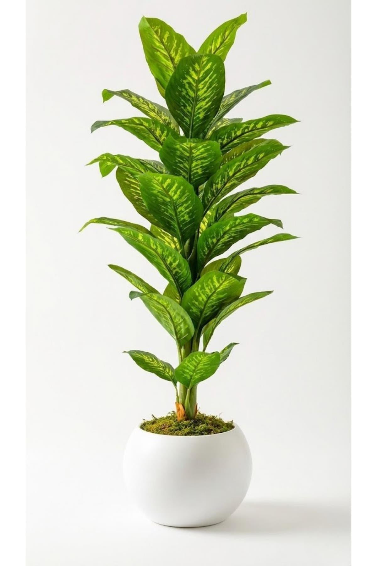 Yapay Difenbahya Ağacı 160 Cm Beyaz Küre #renk_beyaz-kure