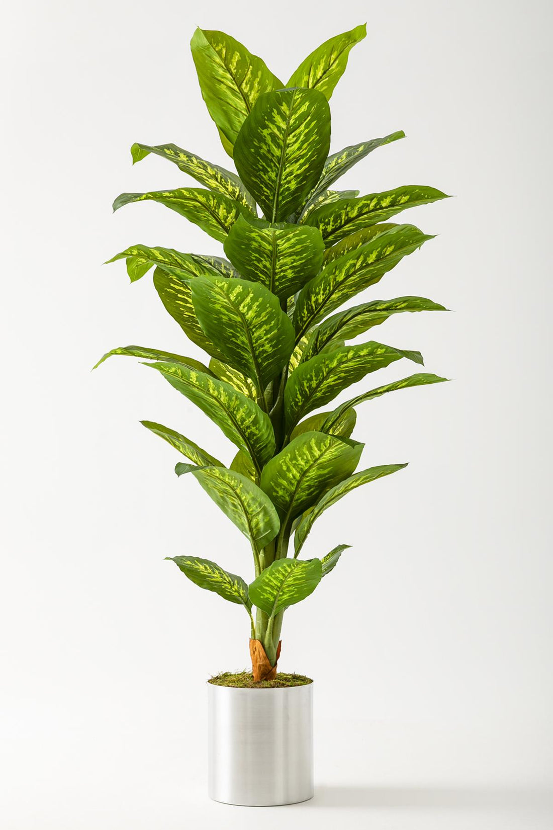 Yapay Difenbahya Ağacı 160 Cm