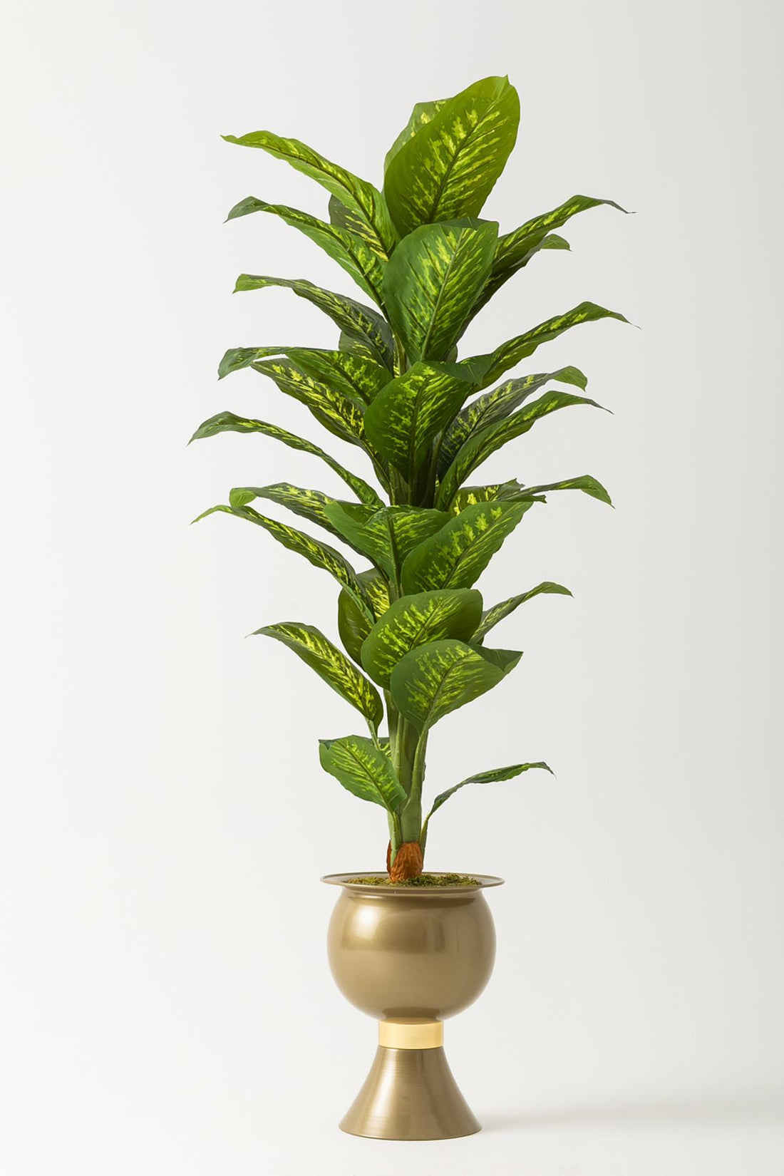 Yapay Difenbahya Ağacı 180 Cm Gold Balon Saksı