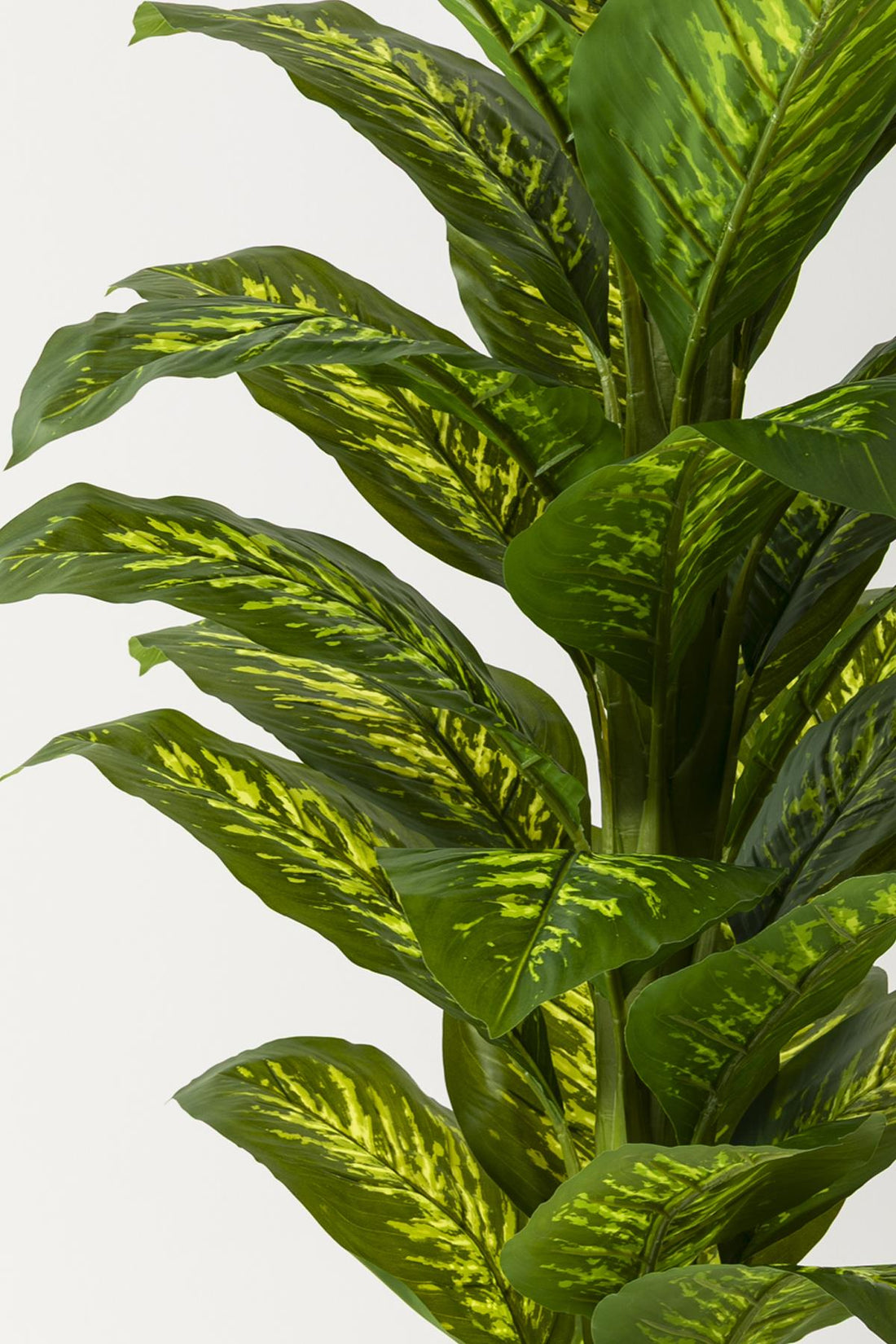 Yapay Difenbahya Ağacı 180 Cm Gold Balon Saksı