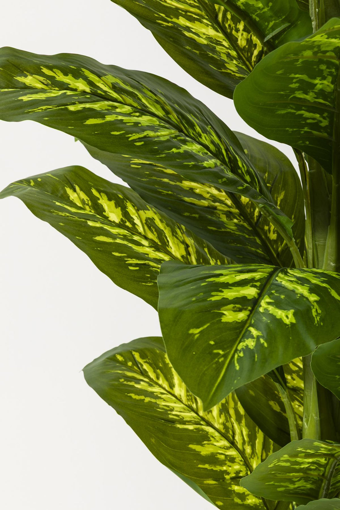 Yapay Difenbahya Ağacı 180 Cm Gold Balon Saksı