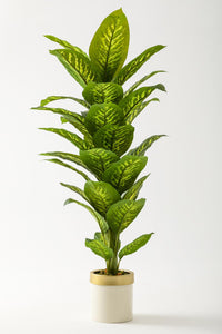 Yapay Difenbahya Ağacı 160 Cm Krem Gold Saksı