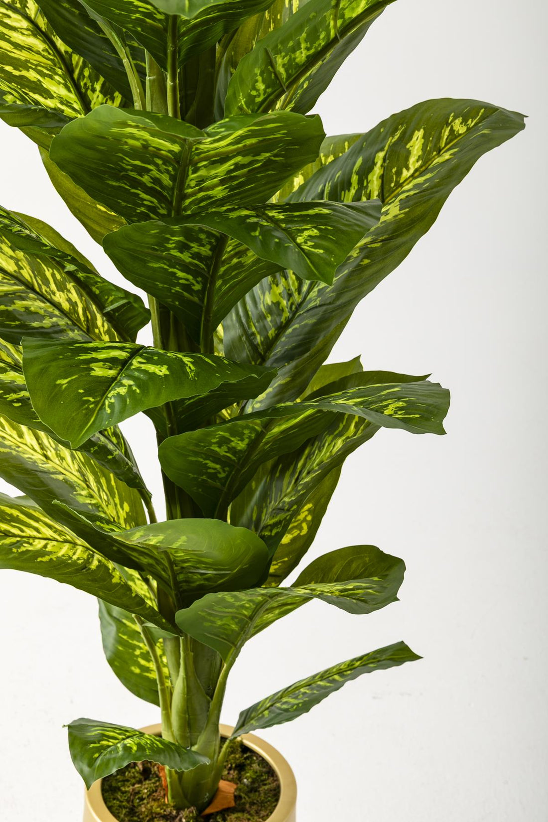 Yapay Difenbahya Ağacı 160 Cm Krem Gold Saksı