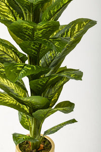 Yapay Difenbahya Ağacı 160 Cm Krem Gold Saksı