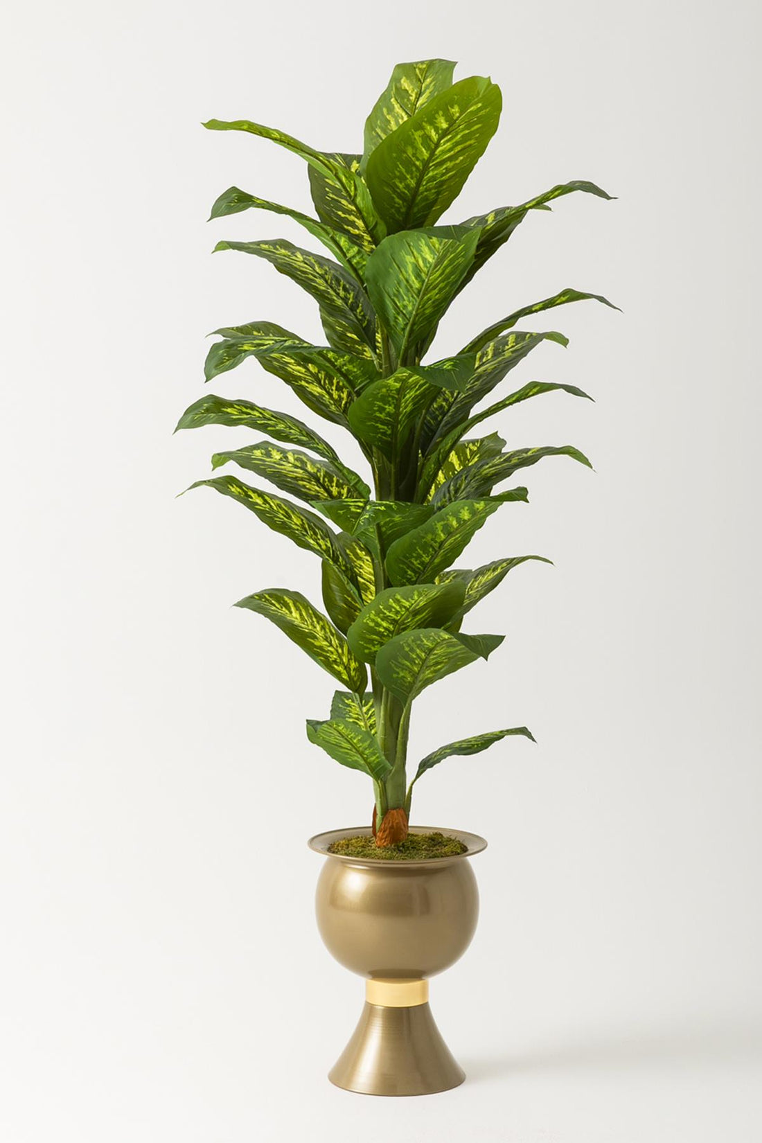 Yapay Difenbahya Ağacı 180 Cm Balon Saksı