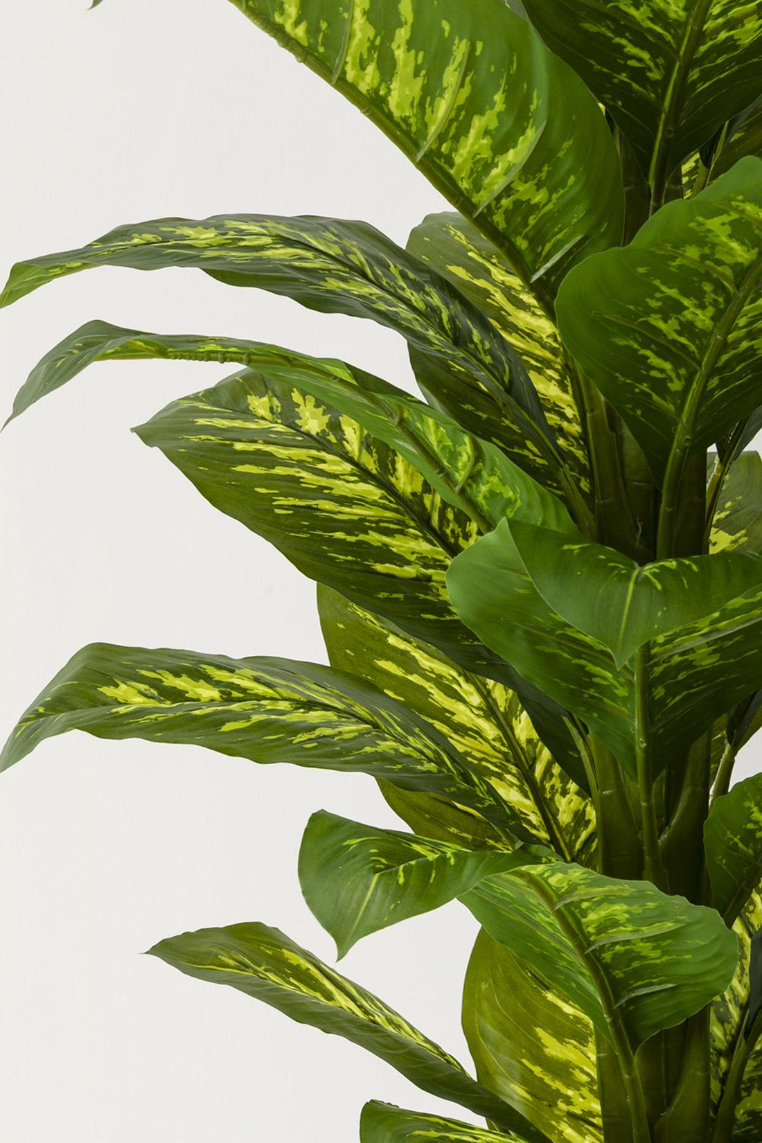 Yapay Difenbahya Ağacı 180 Cm Beyaz Balon Saksı