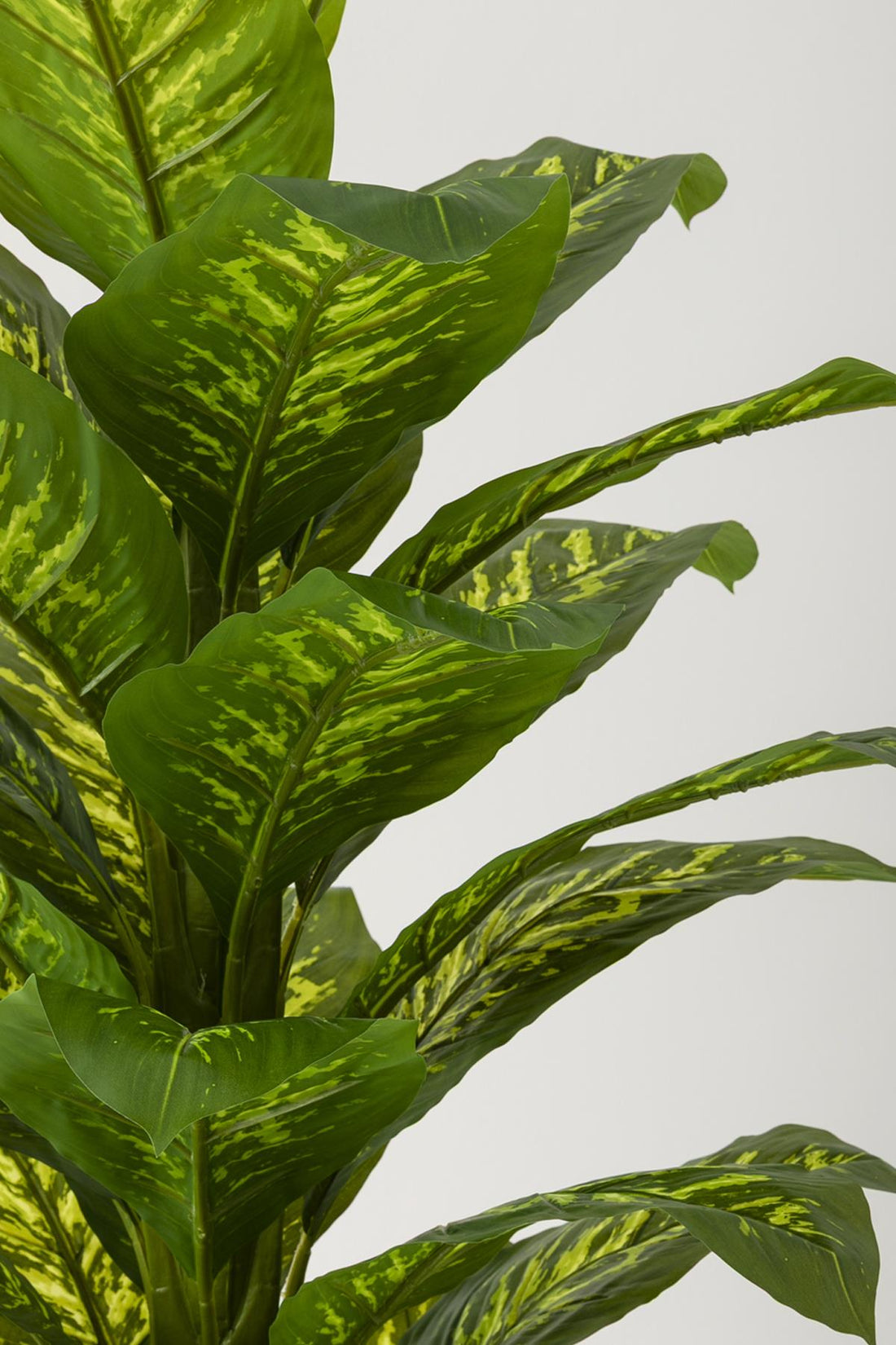 Yapay Difenbahya Ağacı 180 Cm Beyaz Balon Saksı