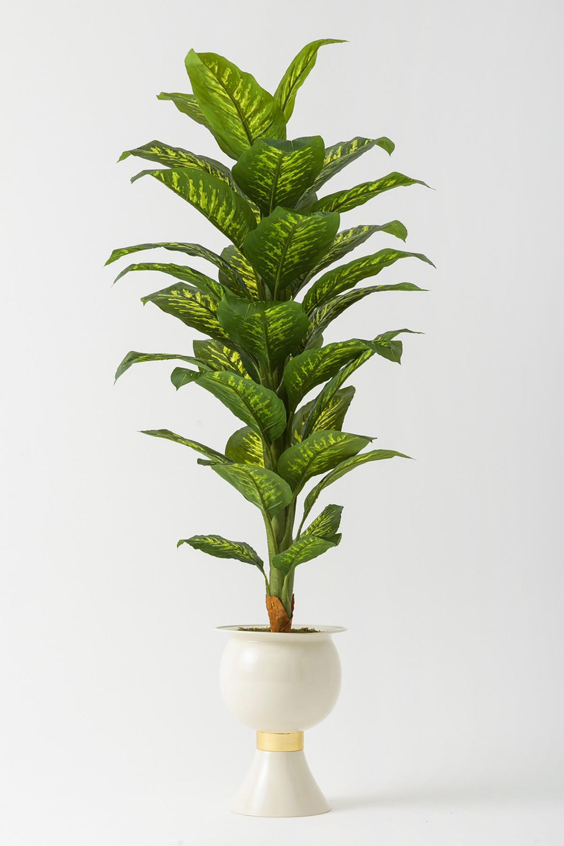 Yapay Difenbahya Ağacı 180 Cm Krem Balon Saksı