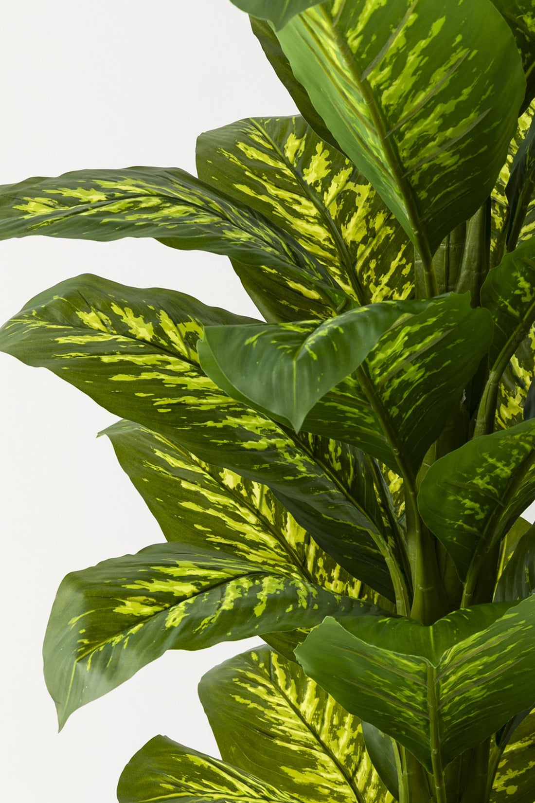 Yapay Difenbahya Ağacı 180 Cm Siyah Balon Saksı