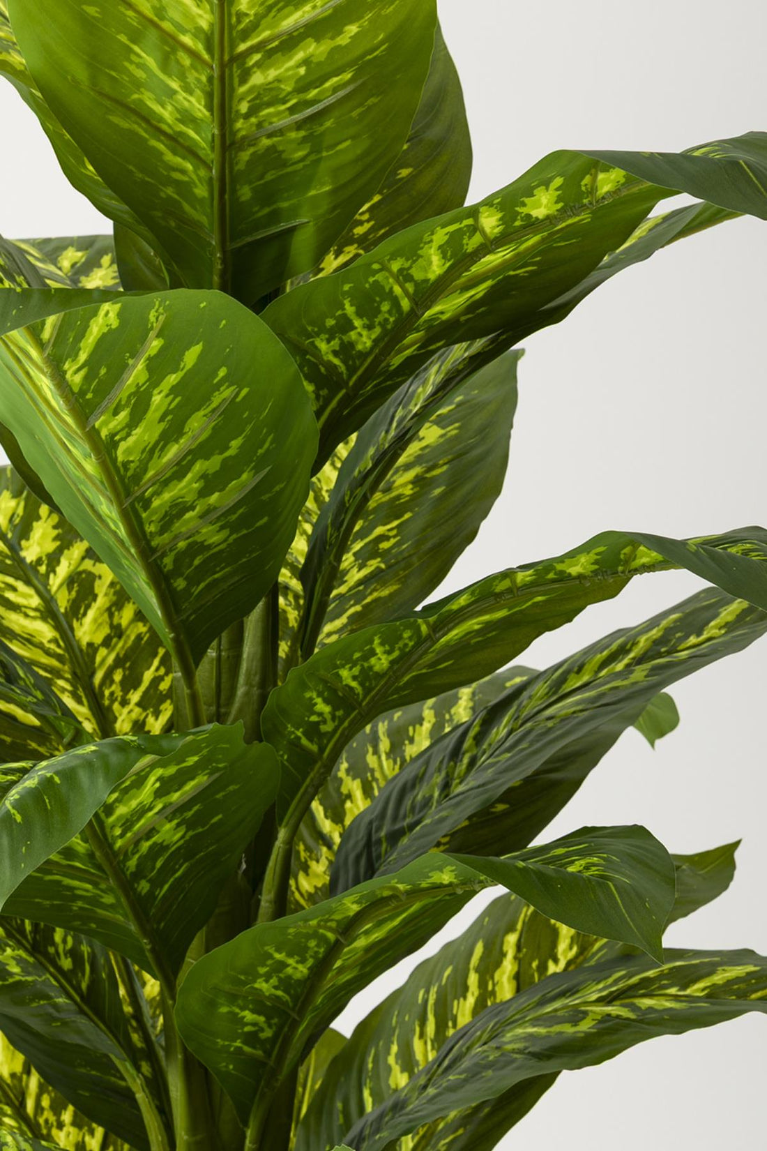 Yapay Difenbahya Ağacı 180 Cm Siyah Balon Saksı