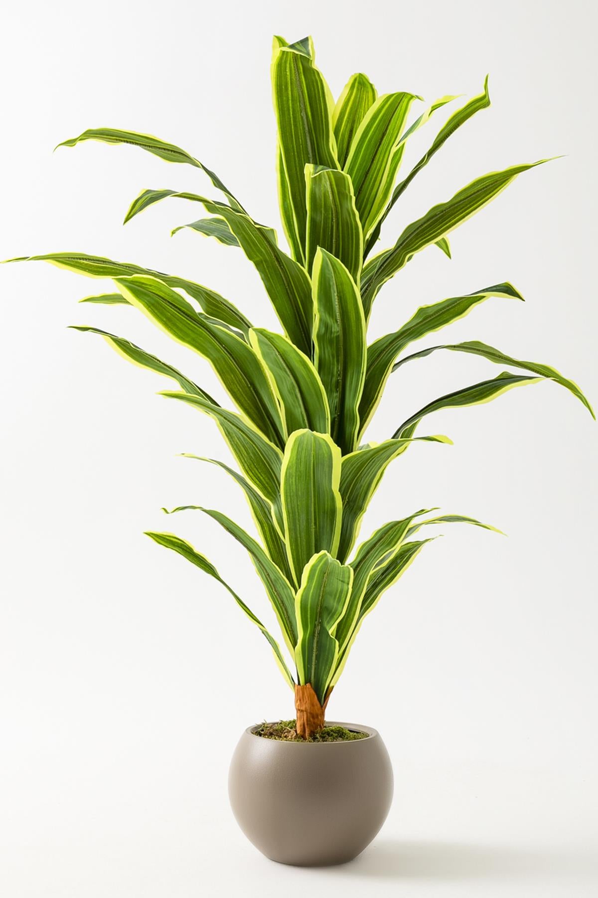 Yapay Dracena