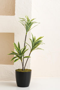 Yapay Dracena 80 Cm Açık Yeşil #renk_acik-yesil