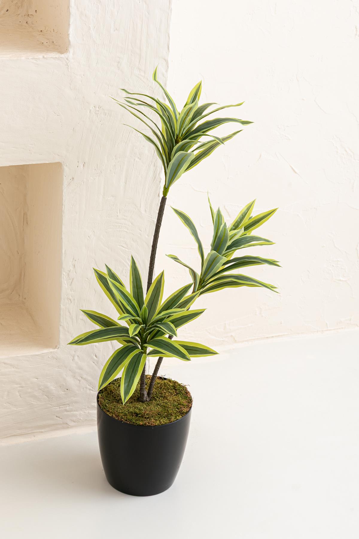 Yapay Dracena 80 Cm