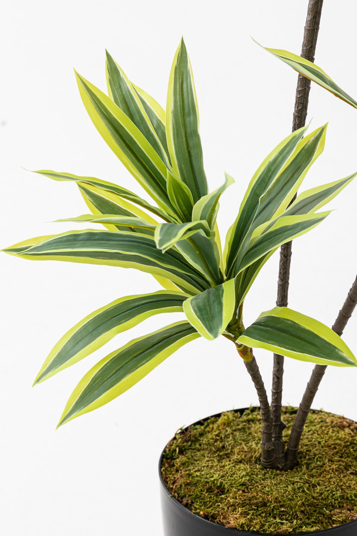 Yapay Dracena 80 Cm