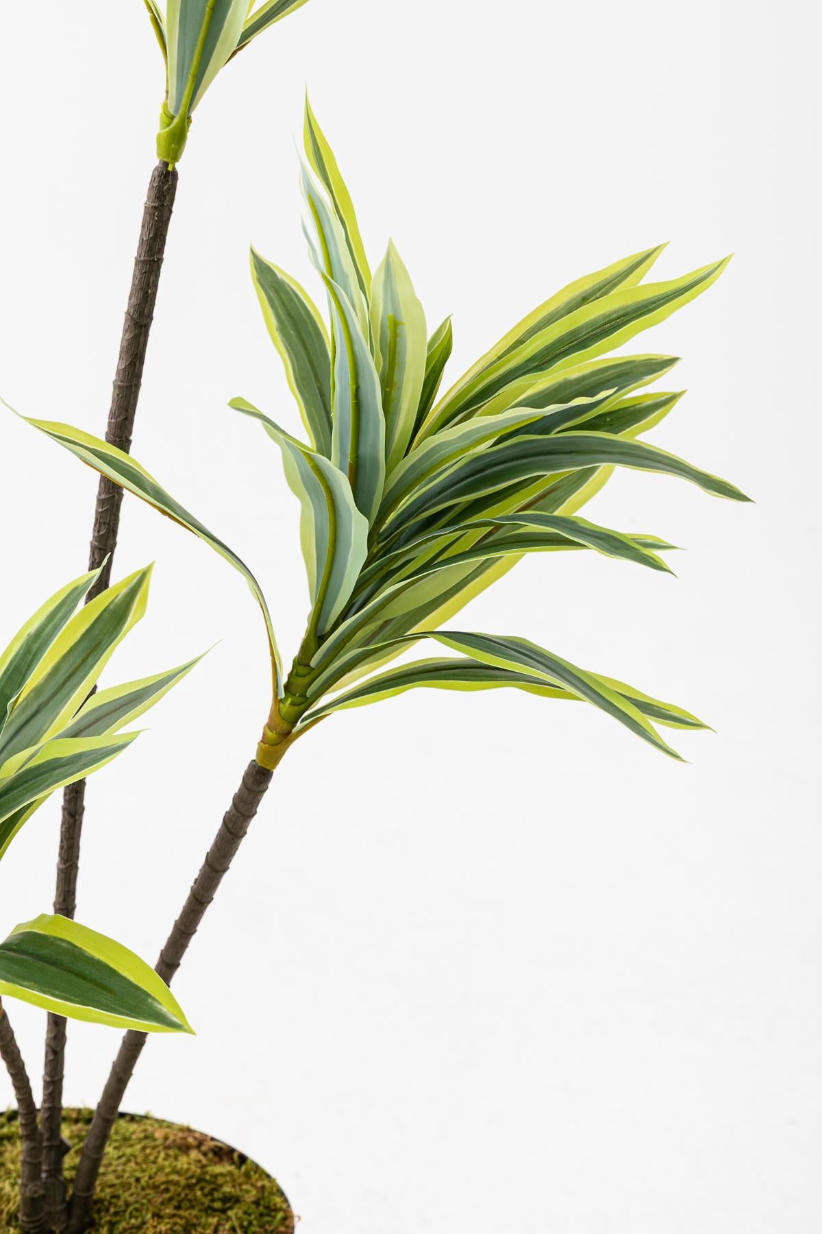 Yapay Dracena 80 Cm