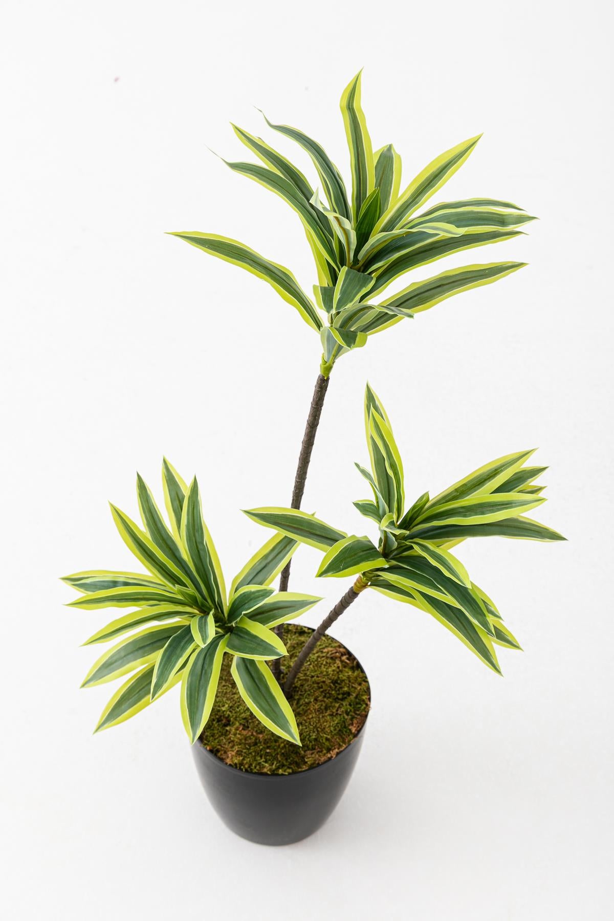 Yapay Dracena 80 Cm