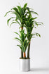 Yapay Dracena Gümüş 