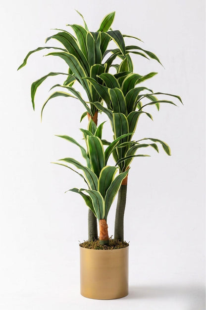 Yapay Dracena Gold 