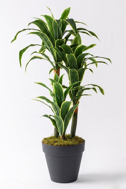 Yapay Dracena Plastik Siyah 