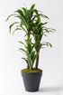 Yapay Dracena Plastik Siyah 