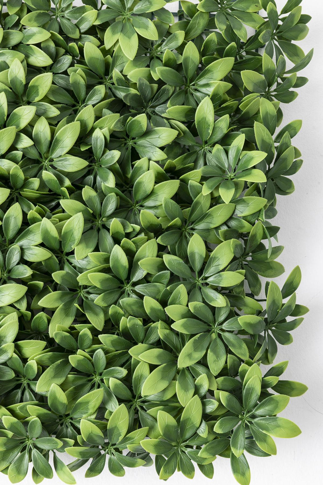 Yapay Duvar Paneli Uv Korumalı Şefrole 50*50