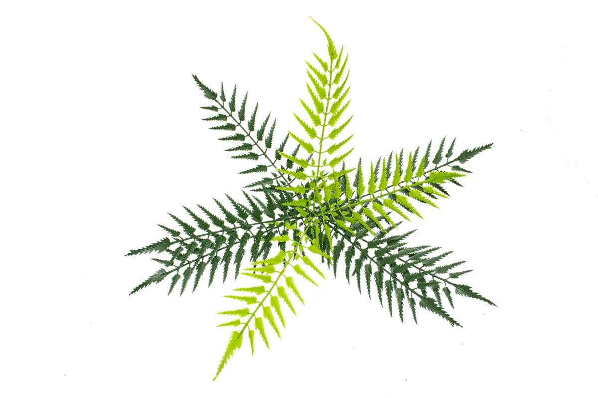 Yapay Eğrelti Otu Çiçeği Açık Yeşilli 50 Cm