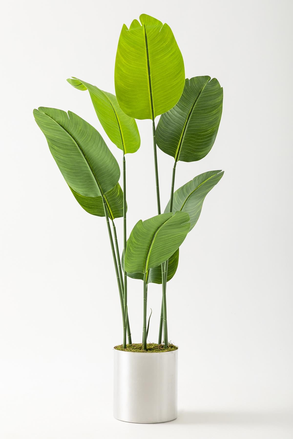 Yapay Geniş Yapraklı Starliçe Ağacı