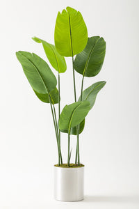 Yapay Geniş Yapraklı Starliçe Ağacı