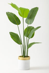 Yapay Geniş Yapraklı Starliçe Ağacı