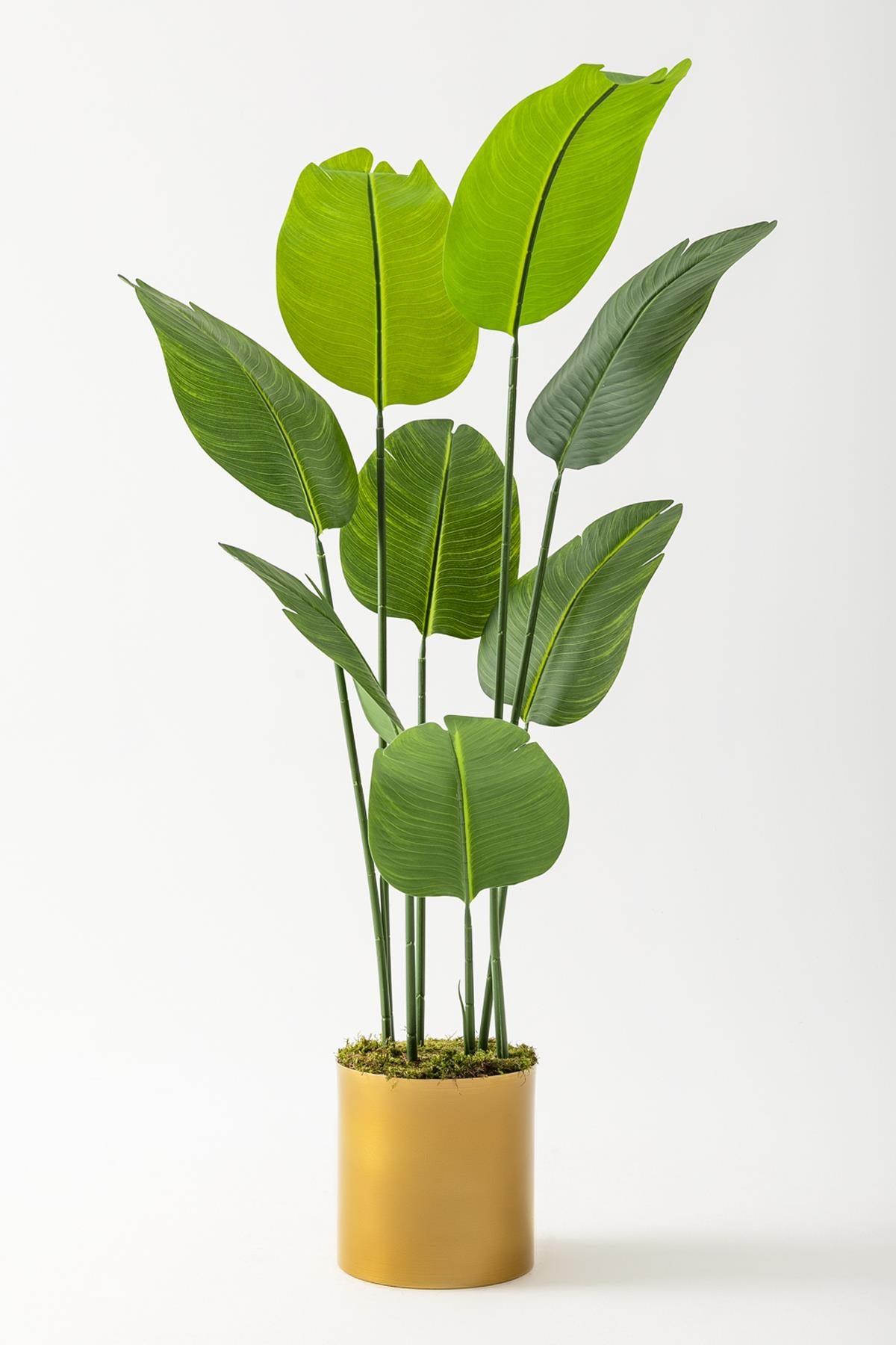 Yapay Geniş Yapraklı Starliçe Ağacı