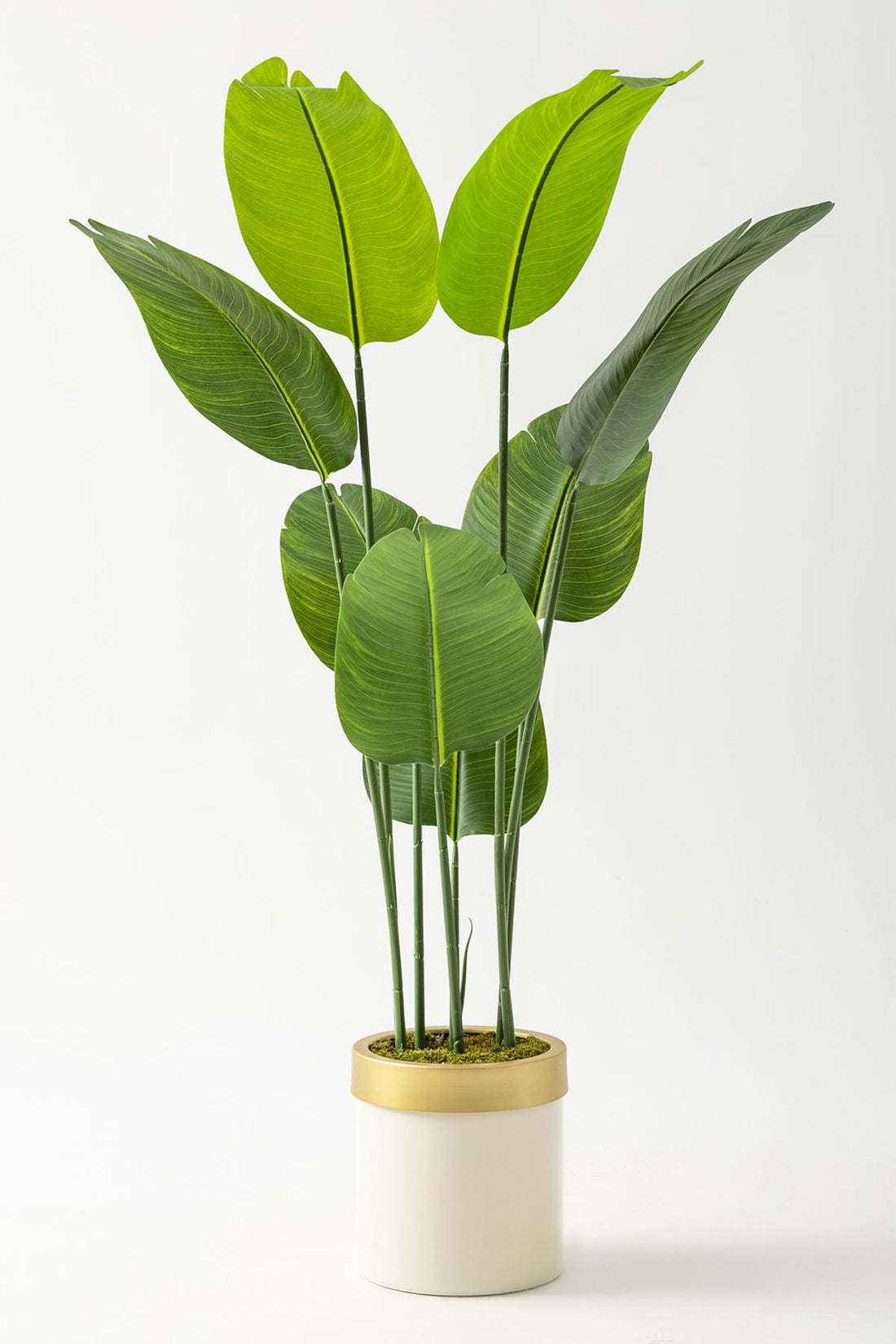 Yapay Geniş Yapraklı Starliçe Ağacı