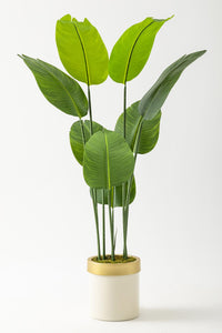 Yapay Geniş Yapraklı Starliçe Ağacı